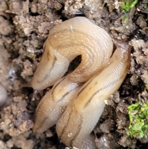 Ambigolimax sp. (valentius and waterstoni) at Coree, ACT - 3 Jan 2022 09:40 AM