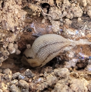 Ambigolimax sp. (valentius and waterstoni) at Coree, ACT - 3 Jan 2022 09:40 AM