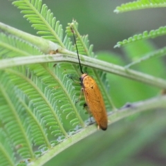 Ellipsidion humerale (Common Ellipsidion) at Pambula Beach, NSW - 3 Jan 2022 by KylieWaldon