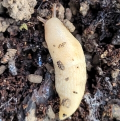 Deroceras reticulatum (Grey Field Slug) at Coree, ACT - 2 Jan 2022 by tpreston