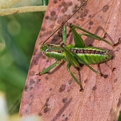 Chlorodectes montanus (Montane green shield back katydid) at Coree, ACT - 3 Jan 2022 by trevorpreston