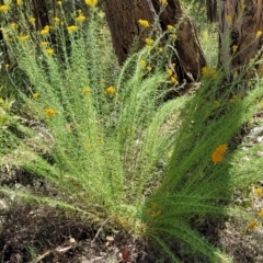 Chrysocephalum semipapposum (Clustered Everlasting) at Sherwood Forest - 2 Jan 2022 by tpreston