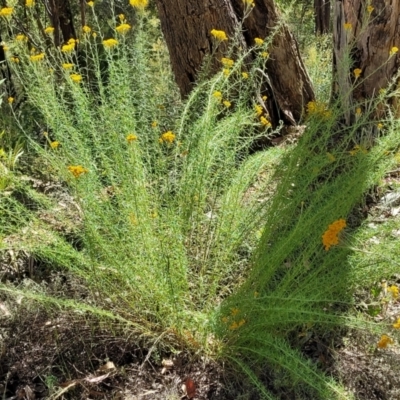 Chrysocephalum semipapposum (Clustered Everlasting) at Coree, ACT - 3 Jan 2022 by trevorpreston