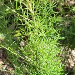 Chrysocephalum semipapposum at Coree, ACT - 3 Jan 2022