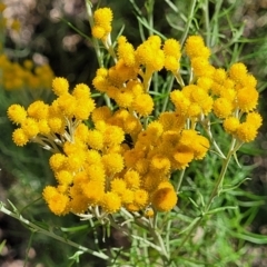 Chrysocephalum semipapposum at Coree, ACT - 3 Jan 2022