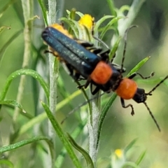 Chauliognathus tricolor (Tricolor soldier beetle) at Sherwood Forest - 3 Jan 2022 by trevorpreston