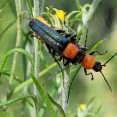 Chauliognathus tricolor (Tricolor soldier beetle) at Coree, ACT - 2 Jan 2022 by tpreston