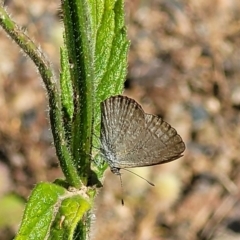 Zizina otis (Common Grass-Blue) at Coree, ACT - 2 Jan 2022 by tpreston