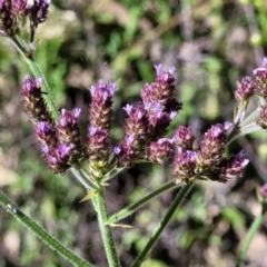 Verbena incompta (Purpletop) at Sherwood Forest - 2 Jan 2022 by tpreston