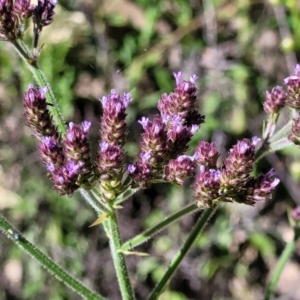 Verbena incompta at Coree, ACT - 3 Jan 2022