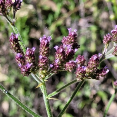 Verbena incompta (Purpletop) at Coree, ACT - 2 Jan 2022 by tpreston