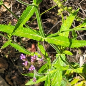 Verbena incompta at Coree, ACT - 3 Jan 2022 09:30 AM