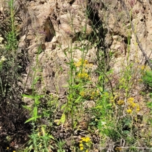 Verbena incompta at Coree, ACT - 3 Jan 2022