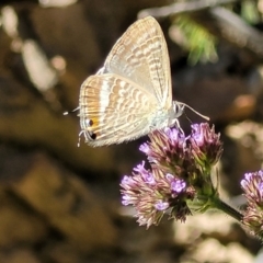 Lampides boeticus (Long-tailed Pea-blue) at Coree, ACT - 3 Jan 2022 by trevorpreston