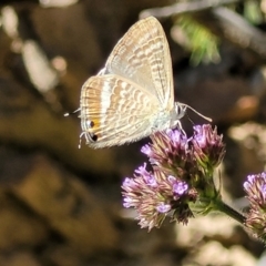 Lampides boeticus (Long-tailed Pea-blue) at Sherwood Forest - 2 Jan 2022 by tpreston