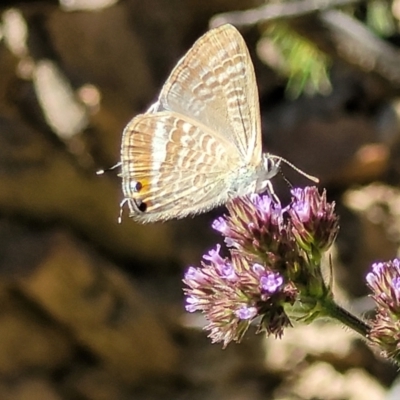 Lampides boeticus (Long-tailed Pea-blue) at Coree, ACT - 3 Jan 2022 by trevorpreston