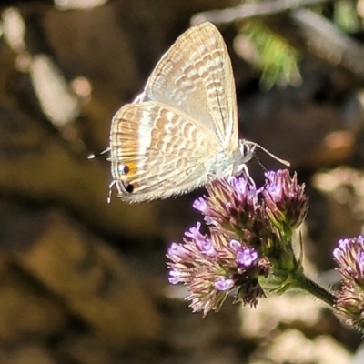 Lampides boeticus (Long-tailed Pea-blue) at Coree, ACT - 2 Jan 2022 by tpreston