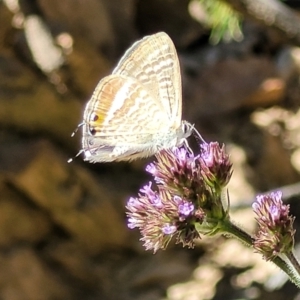 Lampides boeticus at Coree, ACT - 3 Jan 2022 09:29 AM