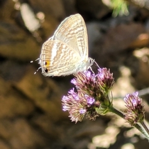 Lampides boeticus at Coree, ACT - 3 Jan 2022 09:29 AM