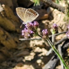 Lampides boeticus at Coree, ACT - 3 Jan 2022 09:29 AM