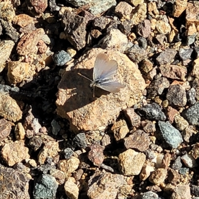 Zizina otis (Common Grass-Blue) at Coree, ACT - 2 Jan 2022 by tpreston