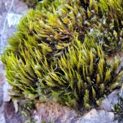 Unverified Moss, Liverwort or Hornwort at Coree, ACT - 3 Jan 2022 by trevorpreston
