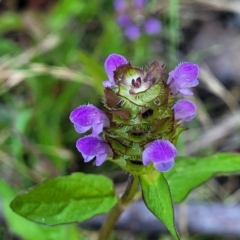 Prunella vulgaris (Self-heal, Heal All) at Sherwood Forest - 2 Jan 2022 by tpreston