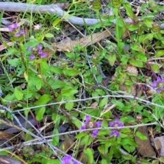 Prunella vulgaris at Coree, ACT - 3 Jan 2022 09:26 AM