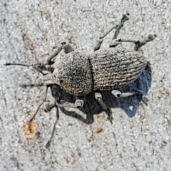 Polyphrades paganus (A weevil) at Sherwood Forest - 2 Jan 2022 by tpreston