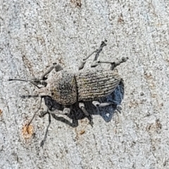 Polyphrades paganus at Coree, ACT - 3 Jan 2022 09:24 AM