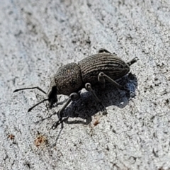 Polyphrades paganus at Coree, ACT - 3 Jan 2022 09:24 AM