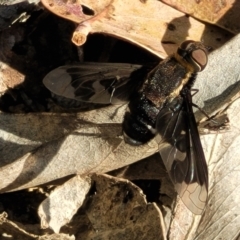 Balaana sp. (genus) (Bee Fly) at Sherwood Forest - 2 Jan 2022 by tpreston