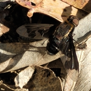 Balaana sp. (genus) at Coree, ACT - 3 Jan 2022