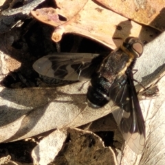 Balaana sp. (genus) at Coree, ACT - 3 Jan 2022