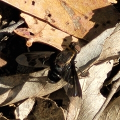 Balaana sp. (genus) at Coree, ACT - 3 Jan 2022