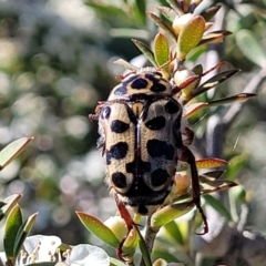 Neorrhina punctata (Spotted flower chafer) at Sherwood Forest - 2 Jan 2022 by tpreston