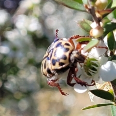 Neorrhina punctata at Coree, ACT - 3 Jan 2022