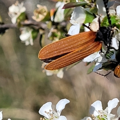 Porrostoma sp. (genus) (Lycid, Net-winged beetle) at Sherwood Forest - 3 Jan 2022 by trevorpreston