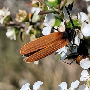 Porrostoma sp. (genus) at Coree, ACT - 3 Jan 2022