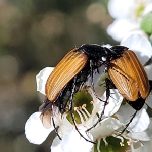 Phyllotocus rufipennis at Coree, ACT - 3 Jan 2022