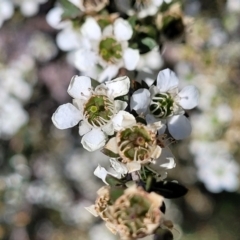 Leptospermum lanigerum (Woolly Teatree) at Coree, ACT - 3 Jan 2022 by trevorpreston
