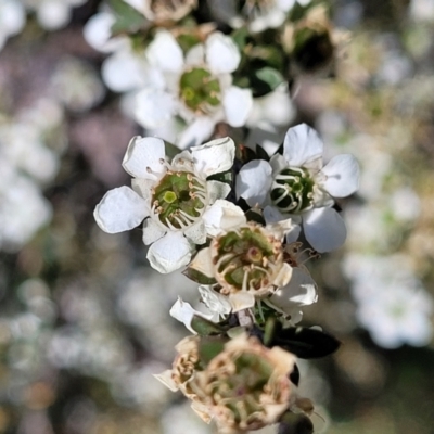 Leptospermum lanigerum (Woolly Teatree) at Coree, ACT - 3 Jan 2022 by trevorpreston