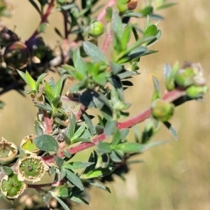 Leptospermum lanigerum at Coree, ACT - 3 Jan 2022 09:01 AM