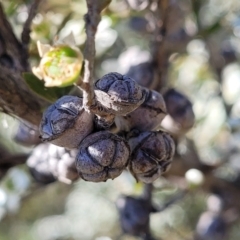 Leptospermum lanigerum at Coree, ACT - 3 Jan 2022 09:01 AM