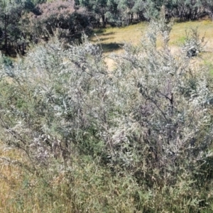 Leptospermum lanigerum at Coree, ACT - 3 Jan 2022 09:01 AM