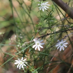 Stellaria pungens (Prickly Starwort) at Cotter River, ACT - 2 Jan 2022 by Tammy