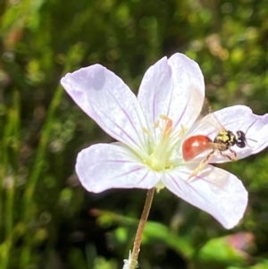 Exoneura sp. (genus) at Paddys River, ACT - suppressed