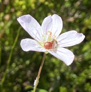 Exoneura sp. (genus) at Paddys River, ACT - suppressed