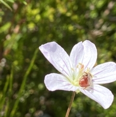 Exoneura sp. (genus) at Paddys River, ACT - 2 Jan 2022