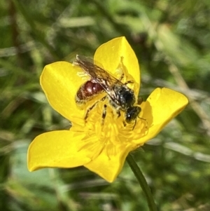 Lasioglossum (Parasphecodes) sp. (genus & subgenus) at Paddys River, ACT - suppressed